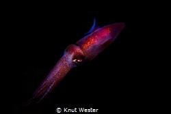 a small squid by Knut Wester 